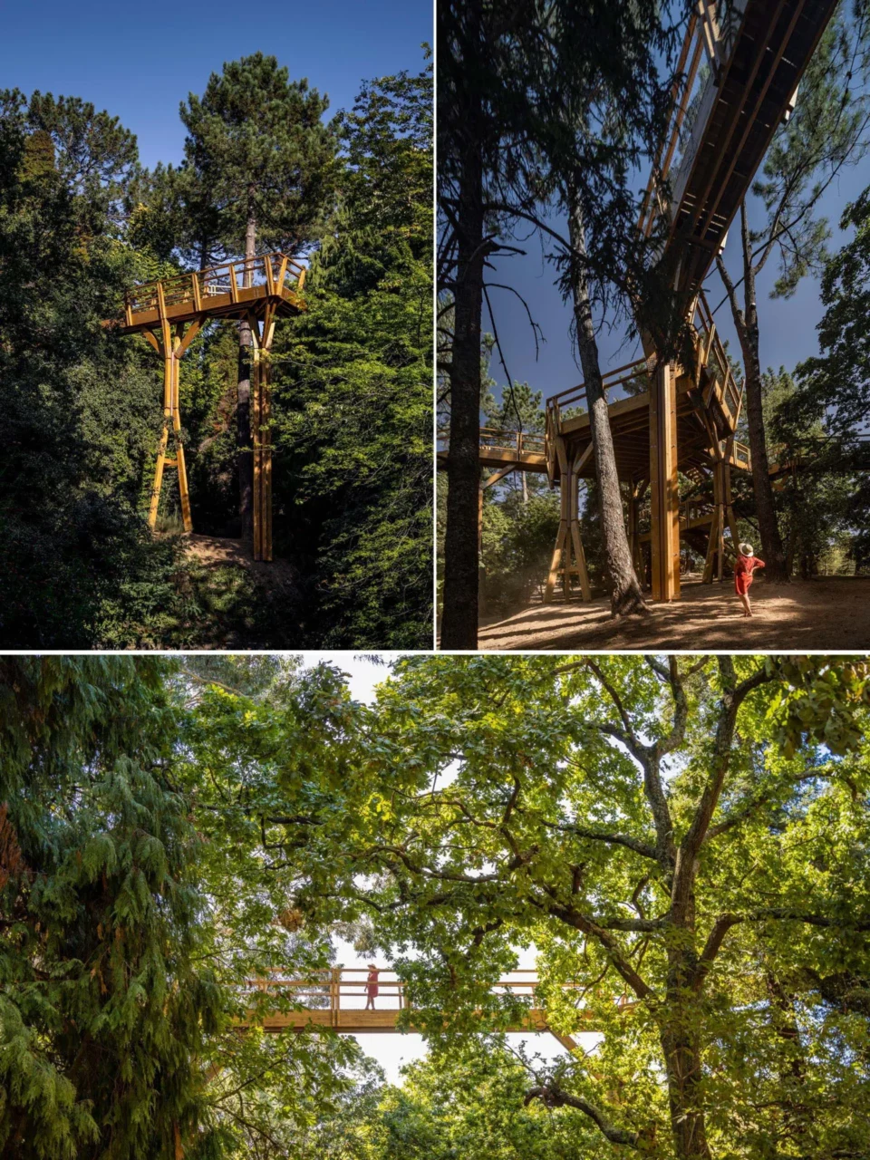 Elevated wooden path giving visitors a view into the tree crowns