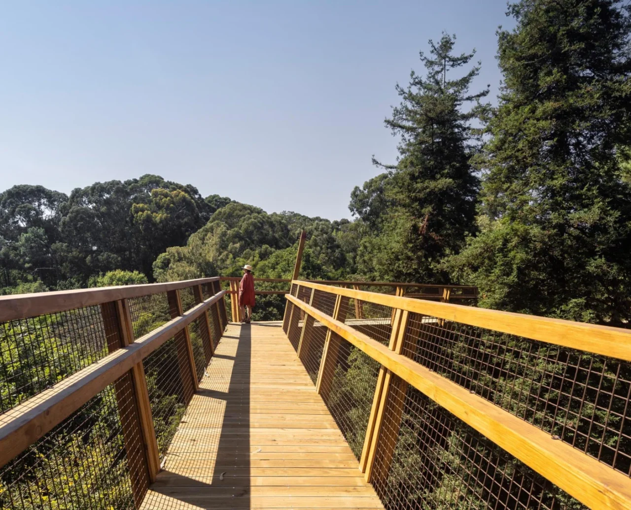 Raised timber walkway weaving through the park's treetops