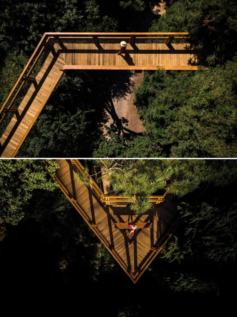 Wide timber walkway with balustrades between the trees