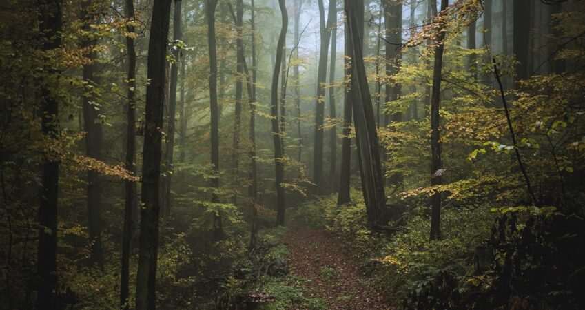 into-the-forest-ii-–-jan-lenhardt-–-adc