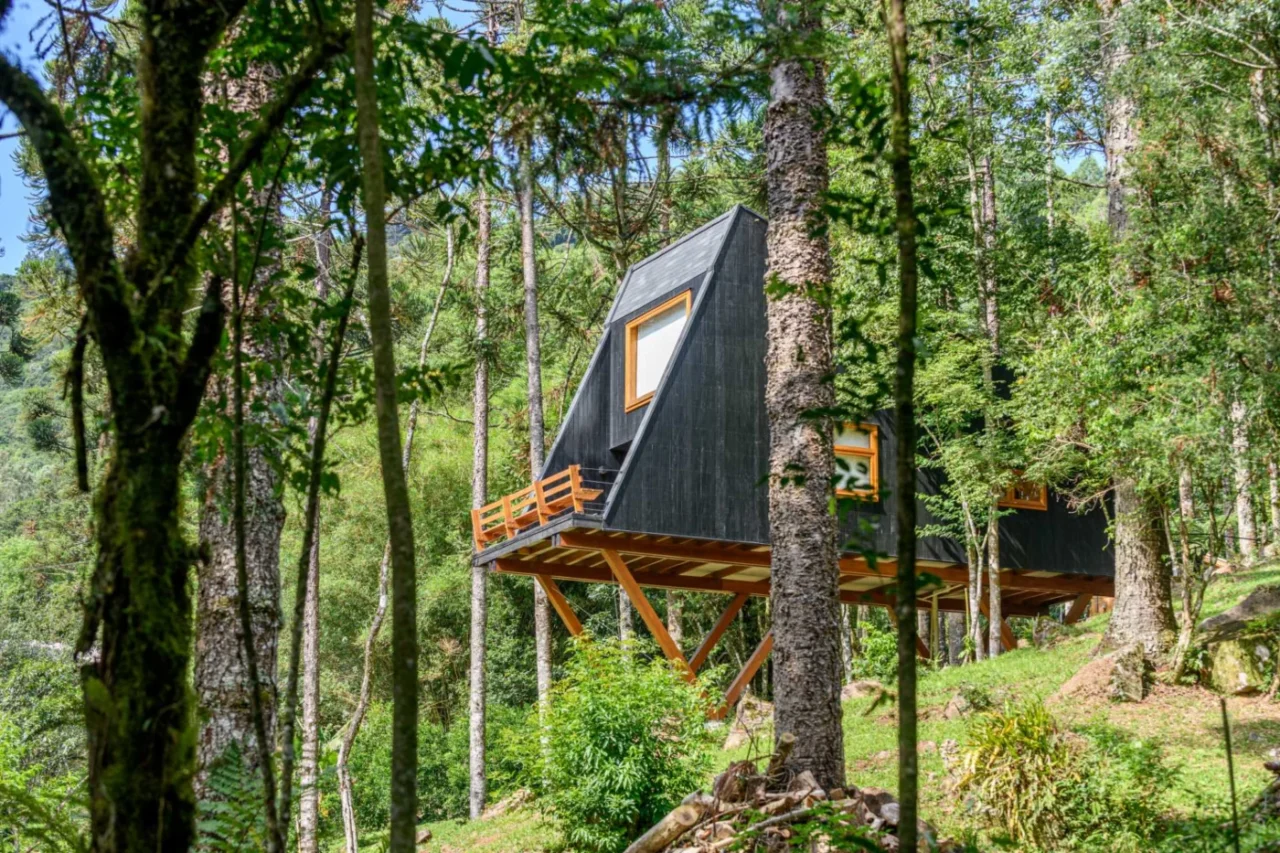 Elevated tree house clad in black-stained eucalyptus among Araucaria trees in southern Brazil