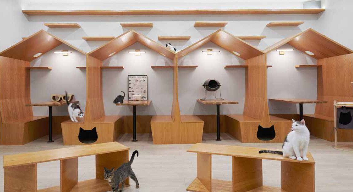 this-cat-cafe-in-new-york-was-designed-with-whimsy-and-playfulness