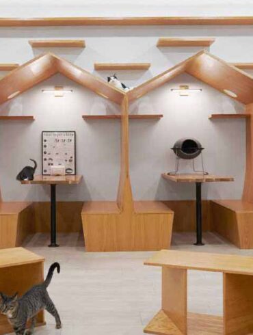 this-cat-cafe-in-new-york-was-designed-with-whimsy-and-playfulness