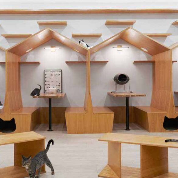 this-cat-cafe-in-new-york-was-designed-with-whimsy-and-playfulness