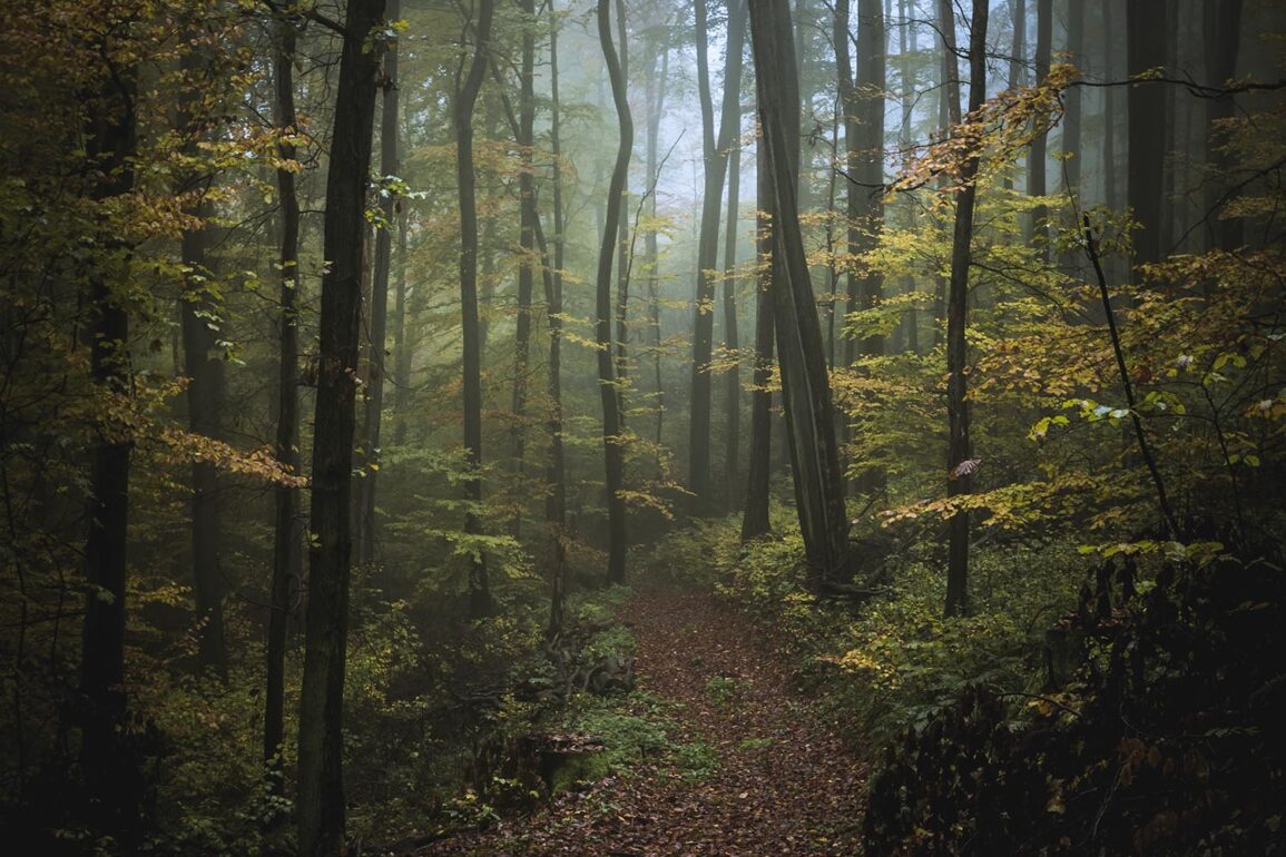 into-the-forest-ii-–-jan-lenhardt-–-adc