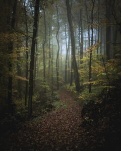 into-the-forest-ii-–-jan-lenhardt-–-adc