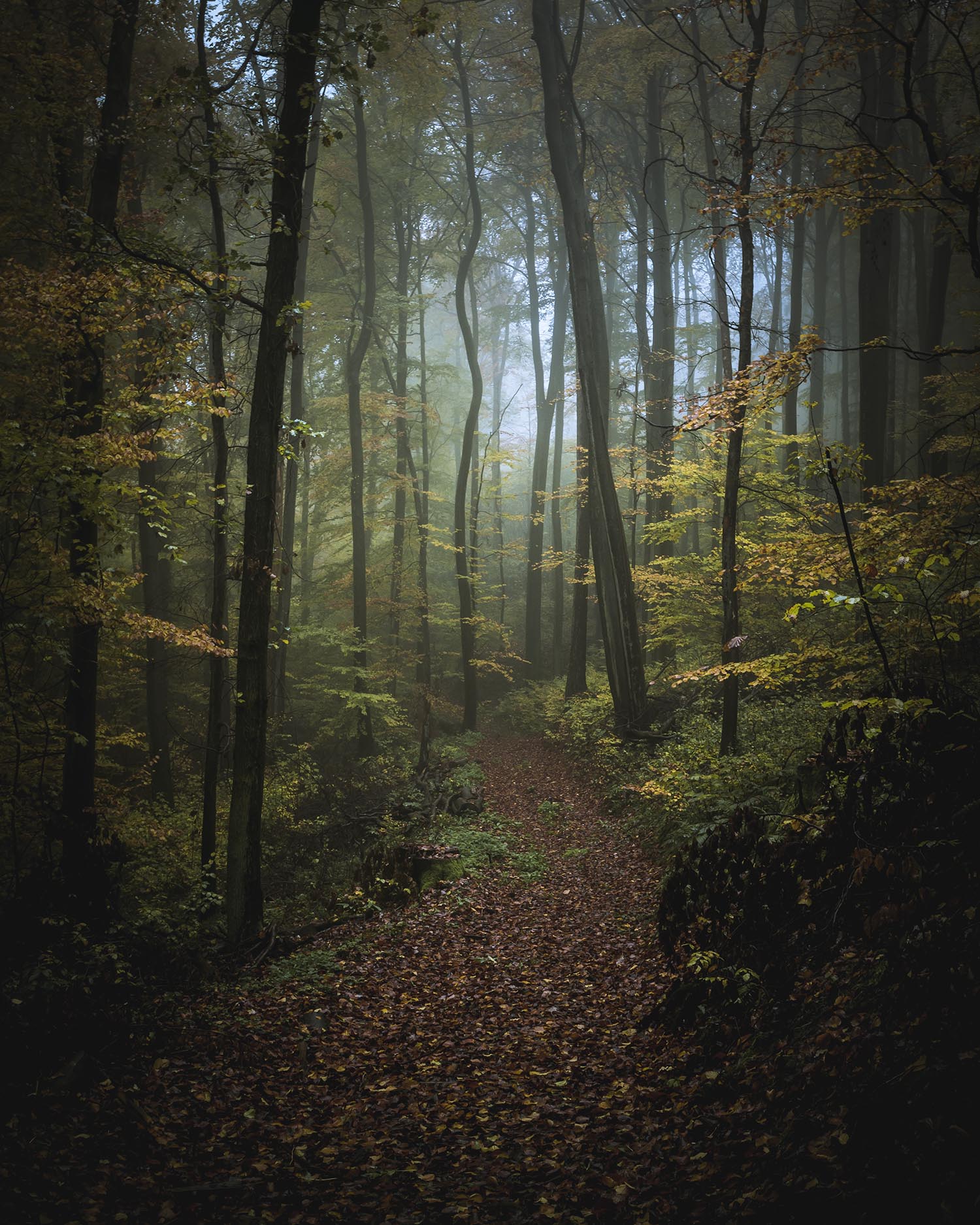 into-the-forest-ii-–-jan-lenhardt-–-adc